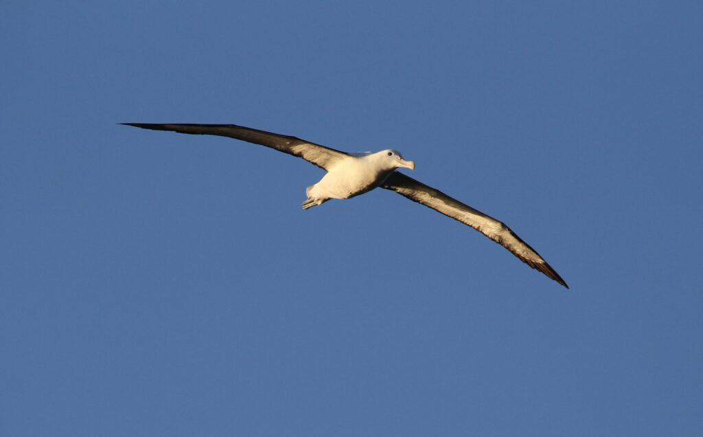 Flying royal albatross